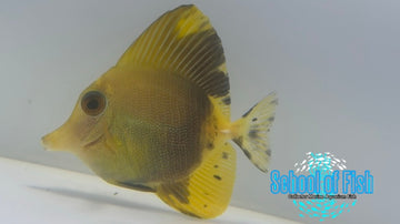 Koi Scopas Tang KST11 - 0