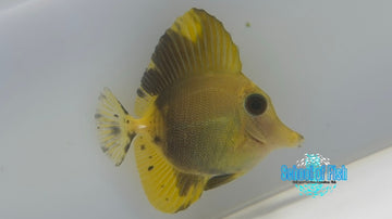 Koi Scopas Tang KST11