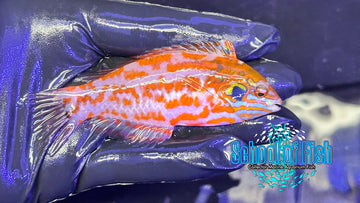 Chaoti Wrasse Male 4" CWM1