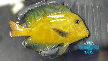 Chevron Tang Adult CTA1