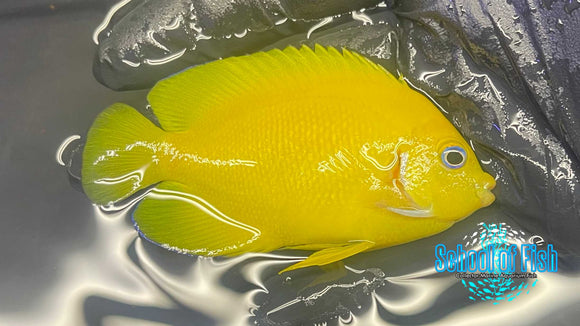 Cocopeel Dwarf Angelfish
