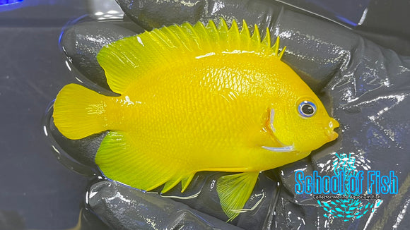 Cocopeel Dwarf Angel fish