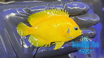 Cocopeel Dwarf Angelfish CCP2
