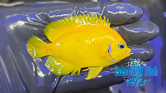 Cocopeel Dwarf Angelfish CCP2