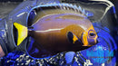 Conspicuous Angelfish WILD XL-1