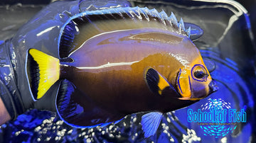 Conspicuous Angelfish WILD XL