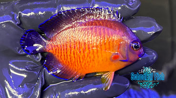 Coral Beauty Angelfish Ultra Color CBA21