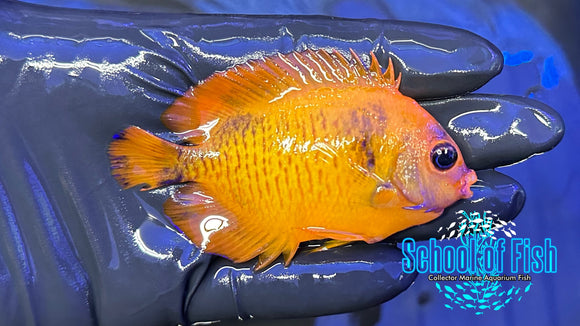 Coral Beauty Angelfish CBA1