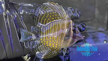 Red Sea Sailfin Tang DST1