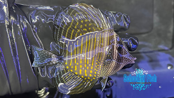 Red Sea Sailfin Tang DST1