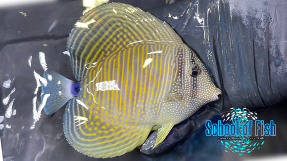 Desjardini Sailfin Tang Red Sea DSJ1