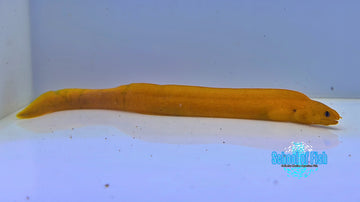Golden Dwarf Moray Eel GDM1