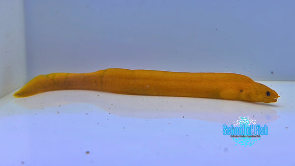 Golden Dwarf Moray Eel GDM1