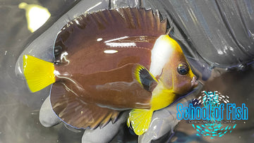 False Personifier Juv Angelfish FP1