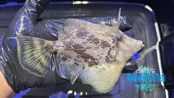 Fan-Bellied Leatherjacket FL1