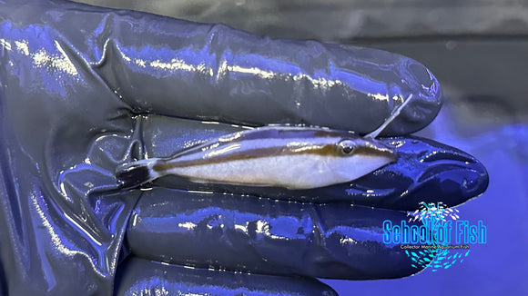 Rhinoceros Leatherjacket Filefish RFF3