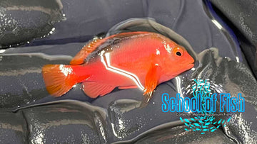 Flame Hawkfish FH1