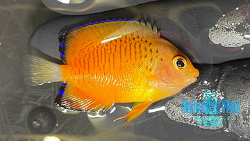 False Shephard Dwarf Angelfish FS1