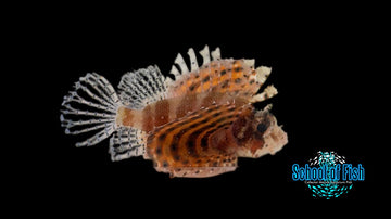 Red Fuzzy Dwarf Lionfish RFD3