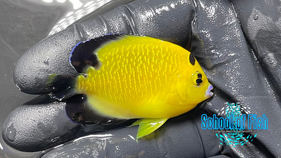 Goldflake Angelfish BA Captive GF4