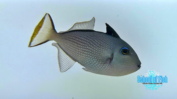 Goldback Trigger Juv GBT1