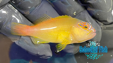 Golden Hawkfish Juv GHJ1