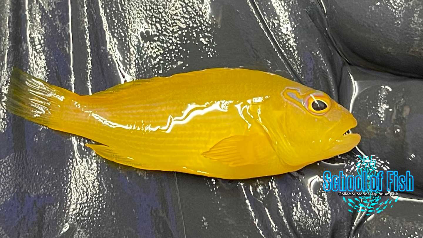 Tahitian Golden Hawkfish TH1