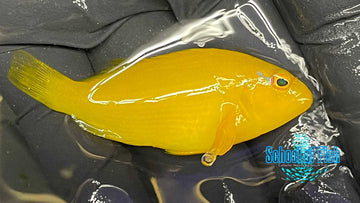 Tahitian Golden Hawkfish TH2