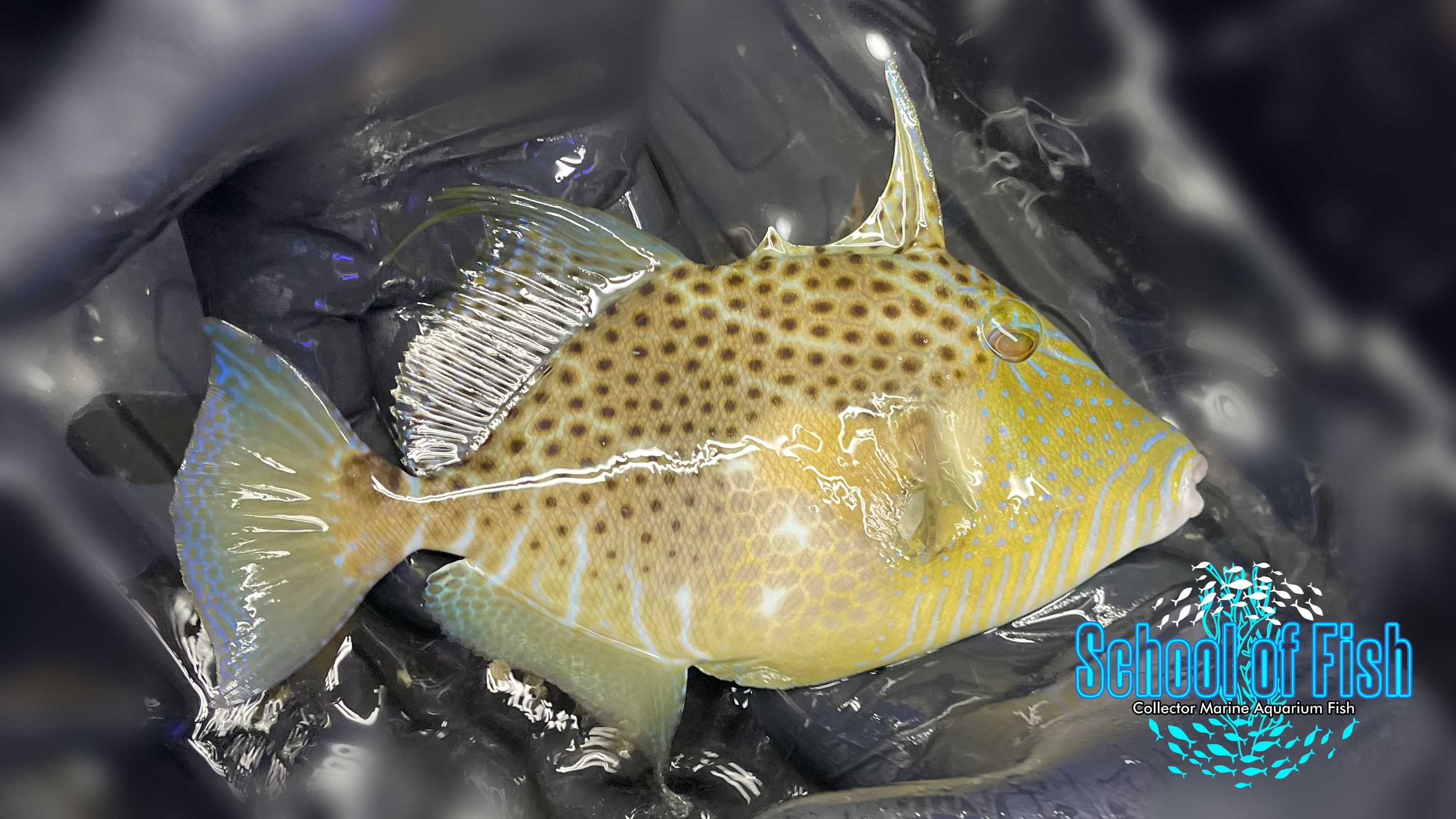 Golden Heart Triggerfish 8" GH1