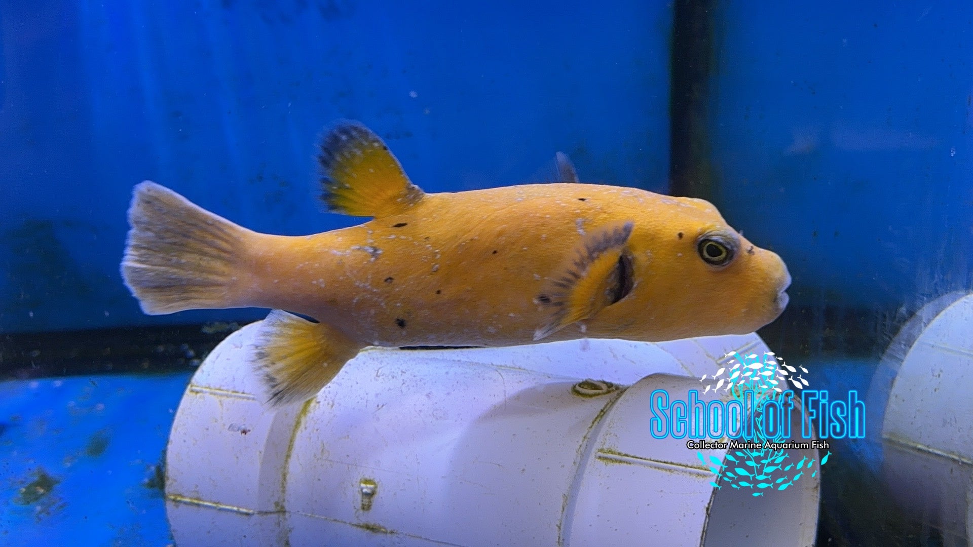 Online marine fish store best sale