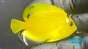 Goldflake Angelfish BA Captive GF10