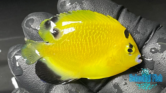 Goldflake Angelfish BA Captive GF7