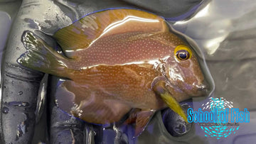 Gold-Ring Spotted Bristletooth Tang R1
