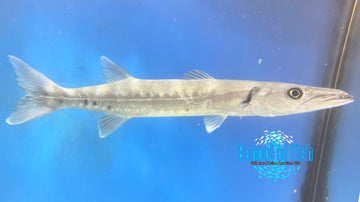 Great Barracuda 12" Africa GB1