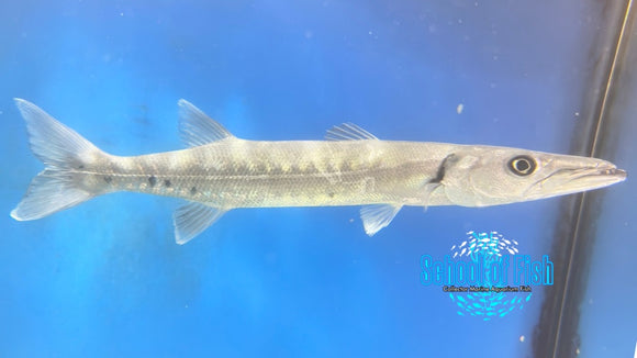 Great Barracuda 12" Africa GB1