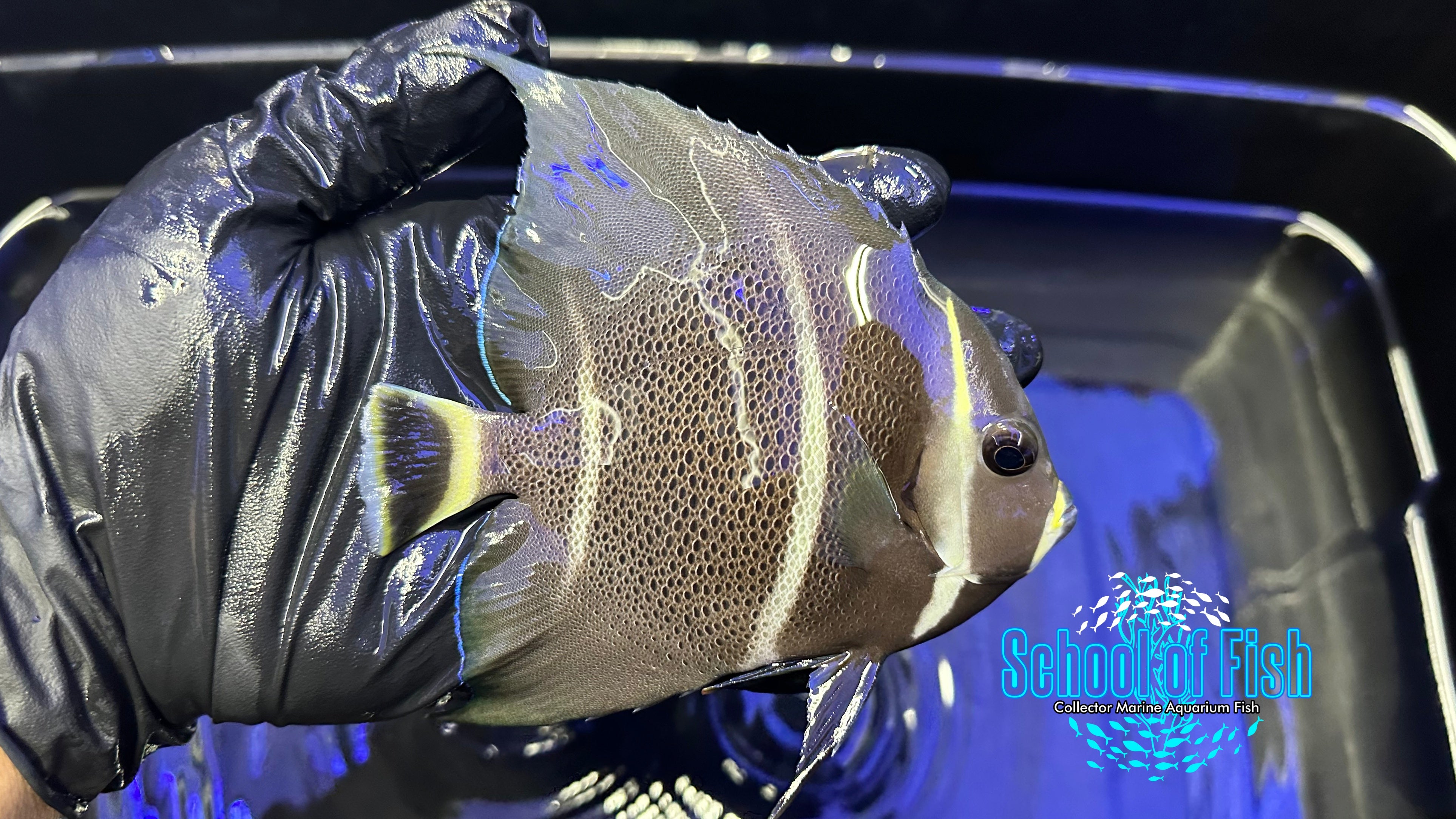 Gray Angelfish GA1