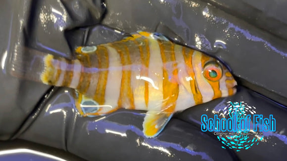 Australian Harlequin Tusk WILD AT2