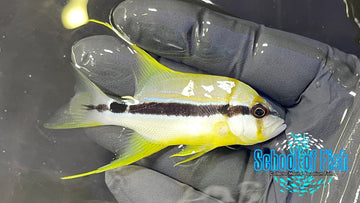 Hifin Snapper Juv HFJ1