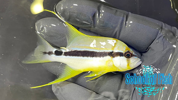 Hifin Snapper Juv HFJ1