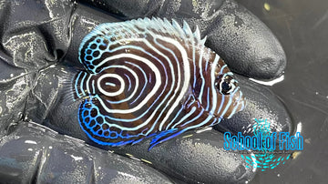 Imperator Angelfish Juv IAJ1
