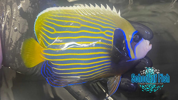 X-Mas Island Imperator 5" CI3