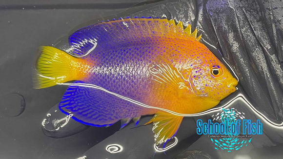 Interuptus Dwarf Angel Adult Male WILD