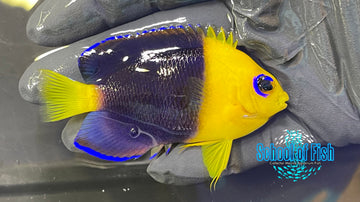 Joculator Dwarf Angelfish Adult JAA1