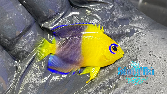 Joculator Dwarf Angelfish Juvenile JAJ2