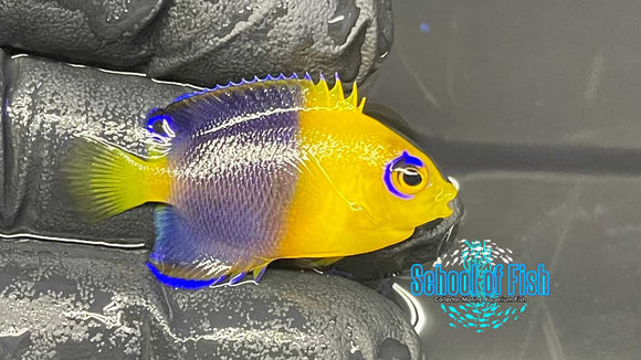 Joculator Dwarf Angelfish Juvenile WILD JA1