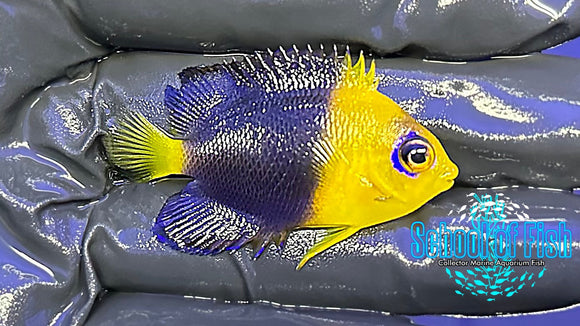 Coco Island Dwarf Angelfish Juv. CIA2
