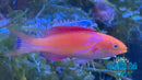 Johnsoni Male Fairy Wrasse JFW2-1