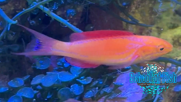 Johnsoni Male Fairy Wrasse JFW2