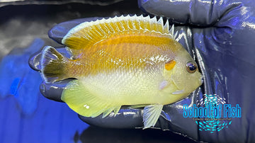 King Angelfish KA5
