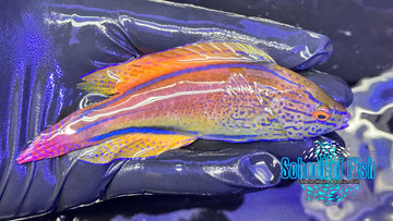 Super Male Lineatus Fairy Wrasse LFW3